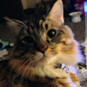 Meet your Posher, Angela